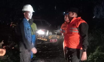 Diguyur Hujan Deras dan Angin Kencang, 13 Pohon Tumbang di Kota Bogor