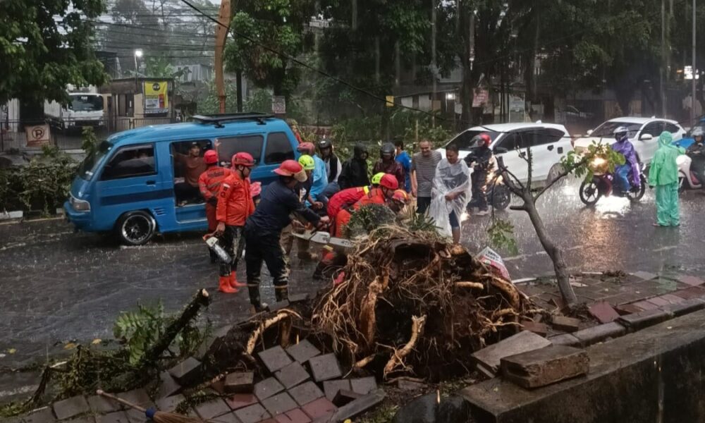 Pohon Tumbang-Melintang di Bubulak, Arus Lalin Sempat Terganggu 