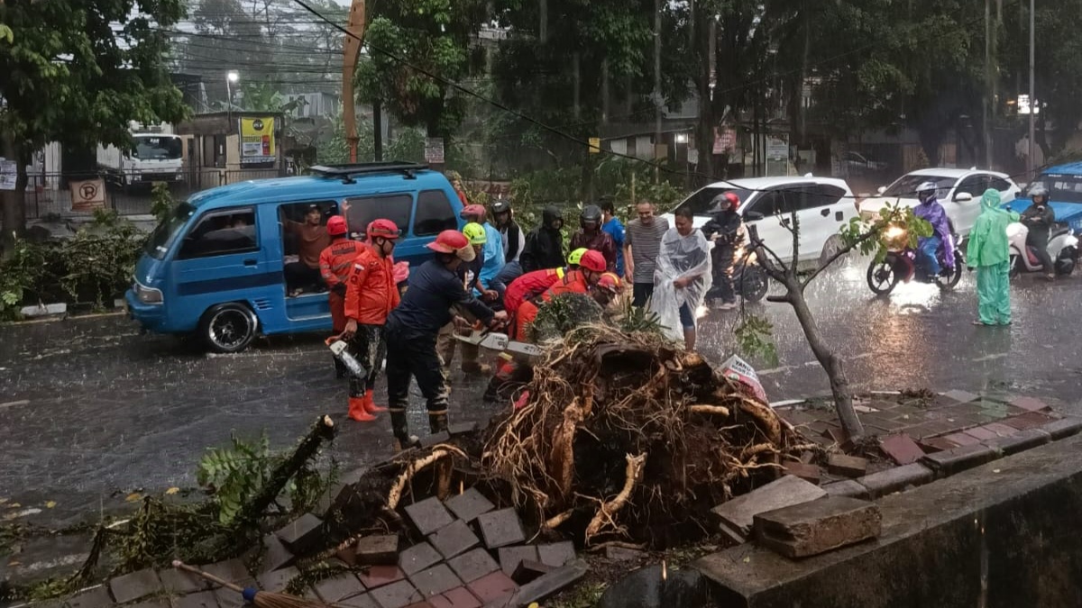 Pohon Tumbang-Melintang di Bubulak, Arus Lalin Sempat Terganggu 