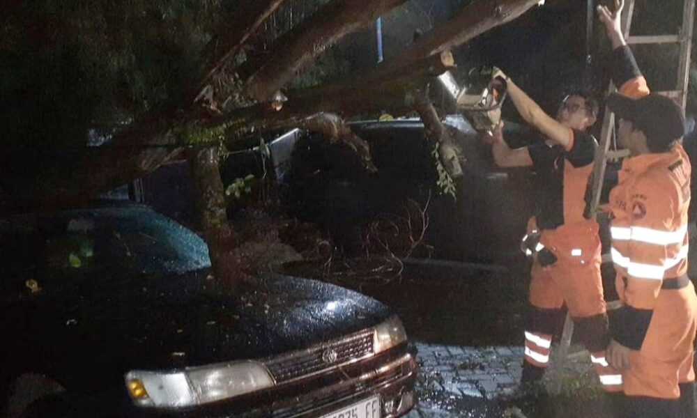 Pohon Kelor Laut Tumbang Timpa Mobil di UIKA Bogor