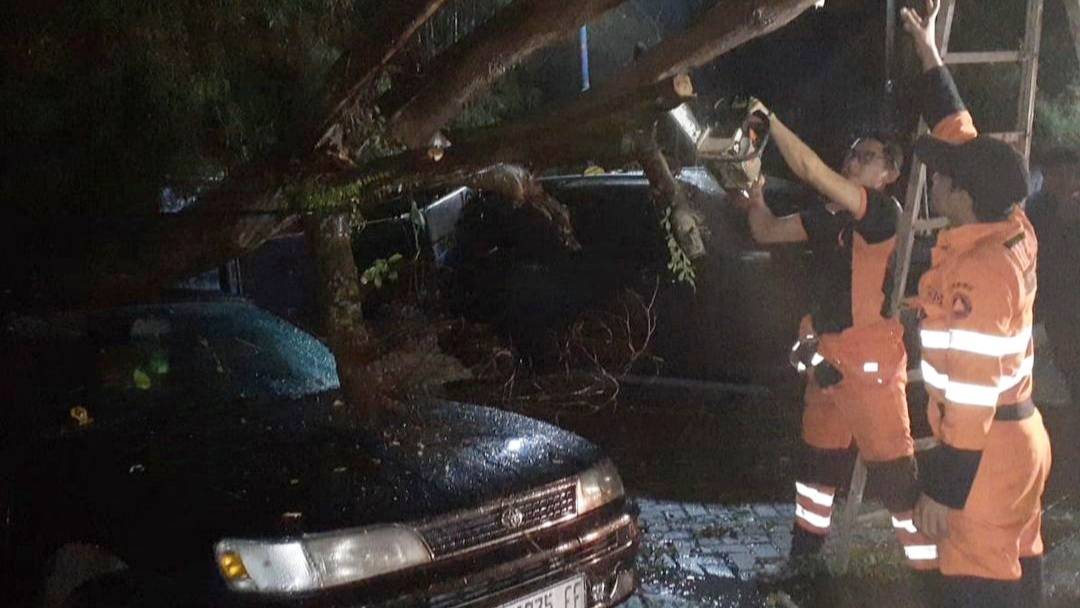 Pohon Kelor Laut Tumbang Timpa Mobil di UIKA Bogor