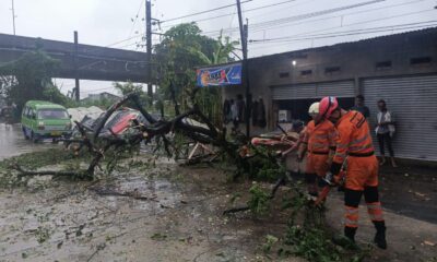 BPBD Kota Bogor Evakuasi Pohon Tumbang yang Tutup Akses Jalan