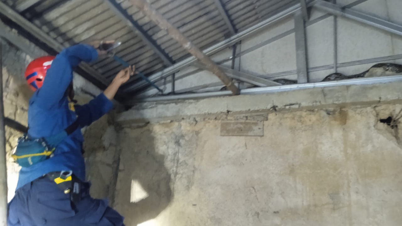 Ular Sanca Besar Kejutan Warga Rancamaya, Damkar Sigap Evakuasi