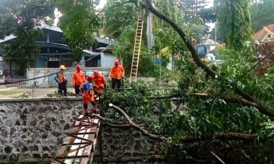 Tutupi Aliran Sungai Cikaret, Pohon Tumbang Dievakuasi Petugas