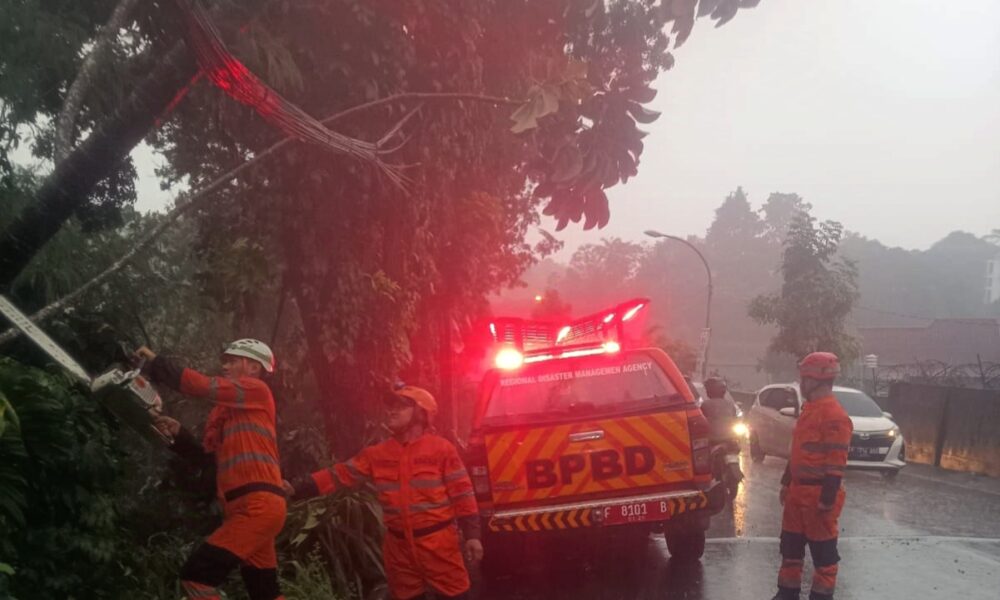 Cuaca Ekstrem, Pohon Tumbang Timpa Kabel Optik di Loji