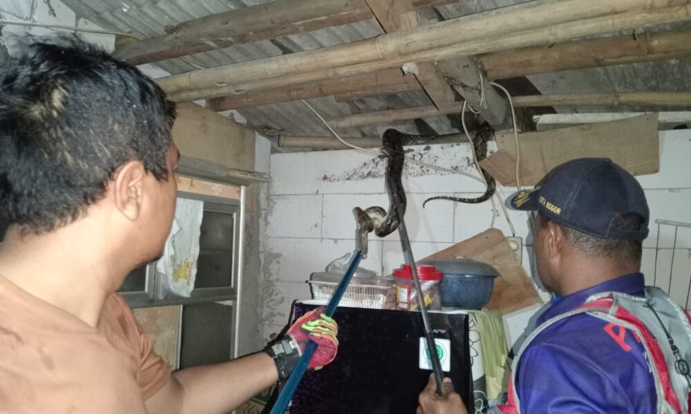 Ular Sanca 'Raksasa' Muncul dari Atap-atap Rumah di Kota Bogor