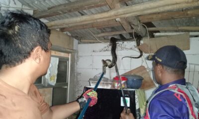 Ular Sanca 'Raksasa' Muncul dari Atap-atap Rumah di Kota Bogor