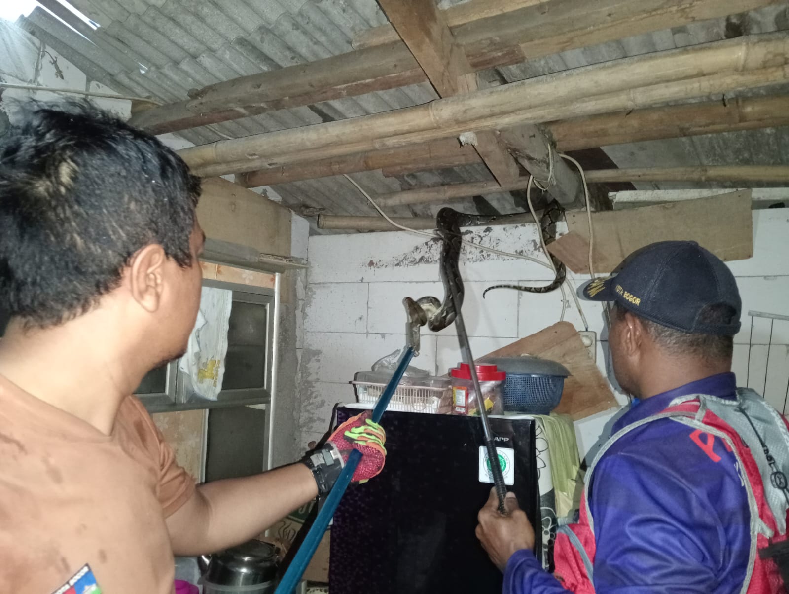 Ular Sanca 'Raksasa' Muncul dari Atap-atap Rumah di Kota Bogor