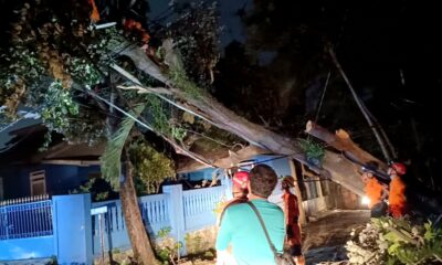 Pohon Tumbang Tutup Akses Jalan di Bantarjati, BPBD Sigap Evakuasi