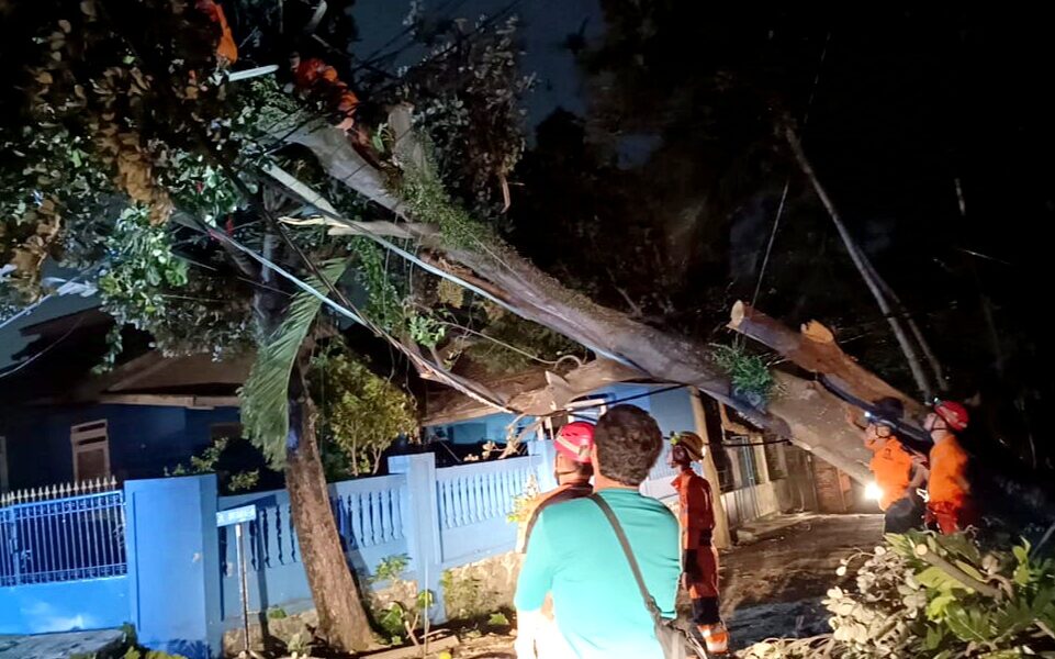 Pohon Tumbang Tutup Akses Jalan di Bantarjati, BPBD Sigap Evakuasi