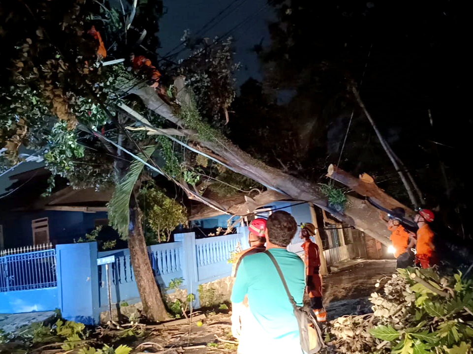 Pohon Tumbang Tutup Akses Jalan di Bantarjati, BPBD Sigap Evakuasi