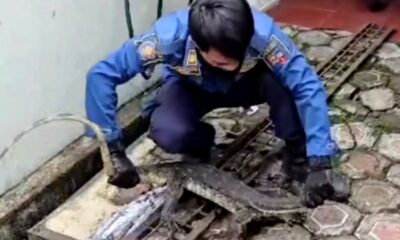 Dramatis, Petugas Damkar Kota Bogor Evakuasi Biawak di Saluran Air