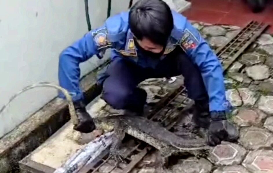 Dramatis, Petugas Damkar Kota Bogor Evakuasi Biawak di Saluran Air