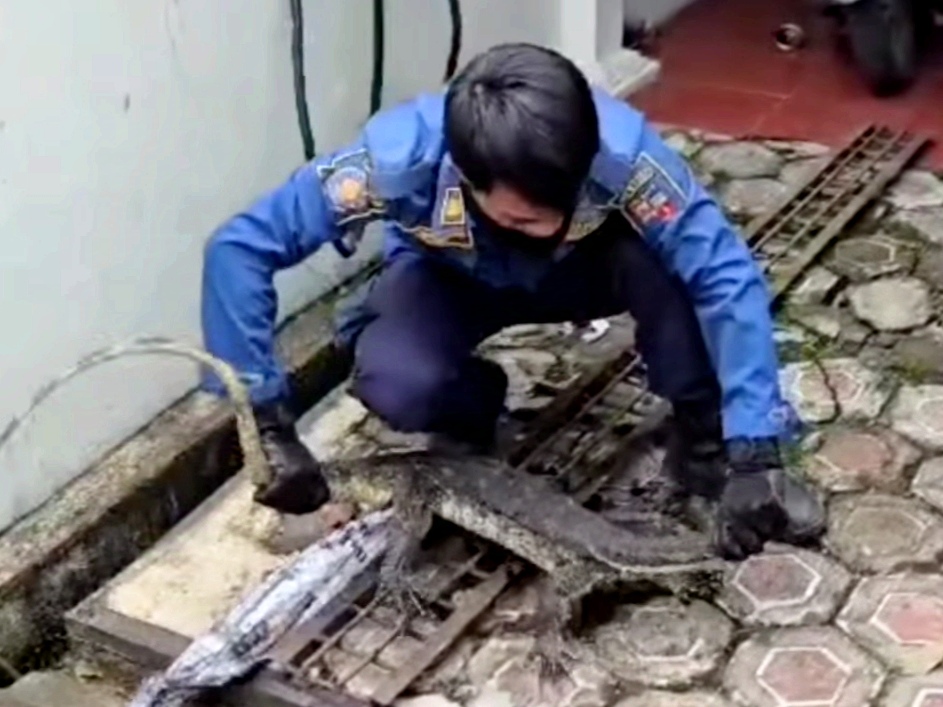 Dramatis, Petugas Damkar Kota Bogor Evakuasi Biawak di Saluran Air
