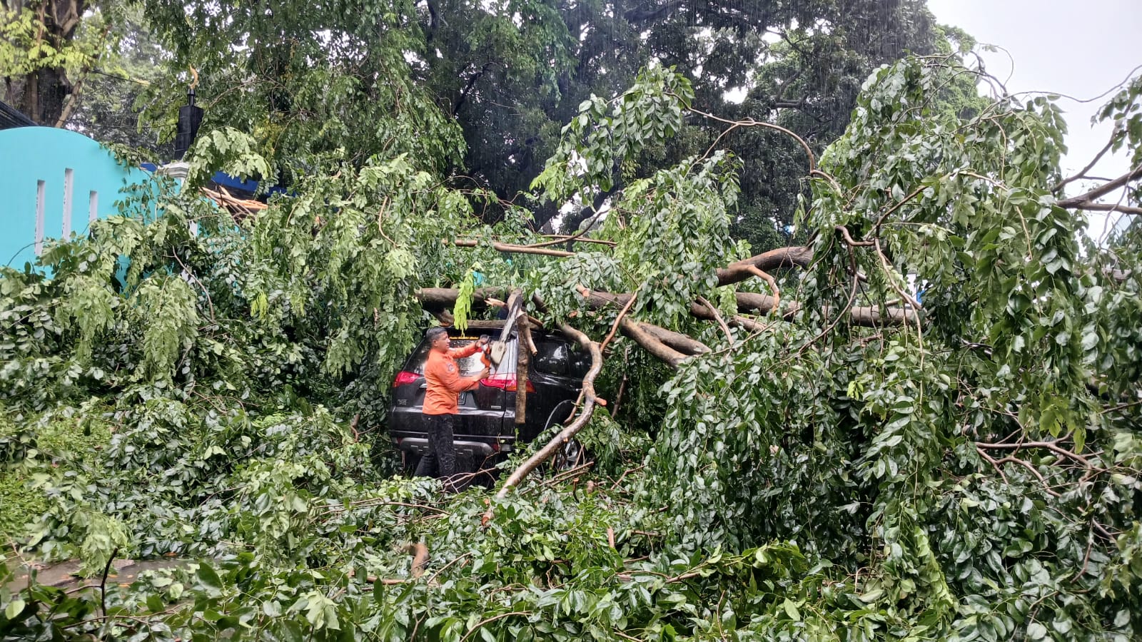 Pohon Jati Tumbang di SMKN 3 Kota Bogor, 5 Mobil Rusak