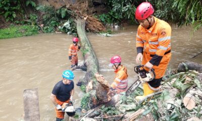 Tergerus Longsor, Pohon Tumbang Timpa Rumah di Kota Bogor 
