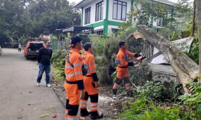 Pohon Flamboyan Besar di Sempur Tumbang Akibat Rapuh