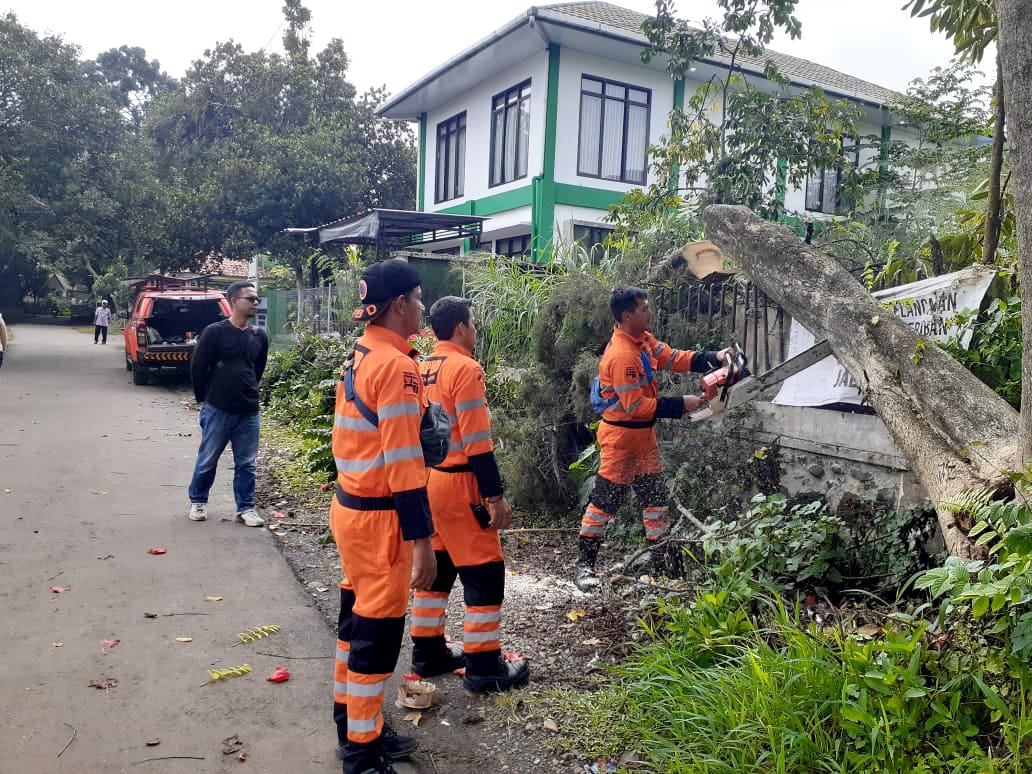 Pohon Flamboyan Besar di Sempur Tumbang Akibat Rapuh