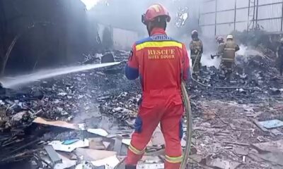 Si Jago Merah Melahap Sampah di Cibuluh Kota Bogor