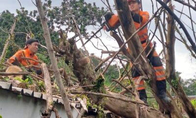 BPBD Evakuasi Pohon Tumbang Menimpa Gedung Serbaguna Mila Kencana