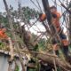 BPBD Evakuasi Pohon Tumbang Menimpa Gedung Serbaguna Mila Kencana