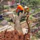 Pohon Tumbang Timpa Makam di Tegal Gundil, BPBD Evakuasi