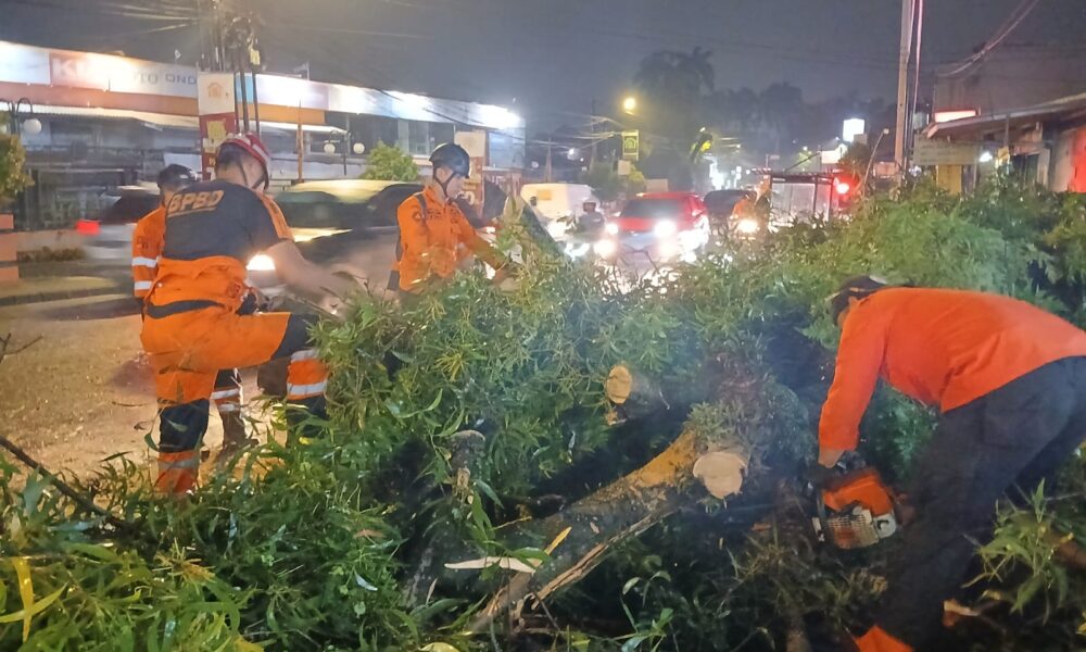 BPBD Evakuasi Pohon Setinggi 7 Meter yang Tumbang di Jalan Pahlawan