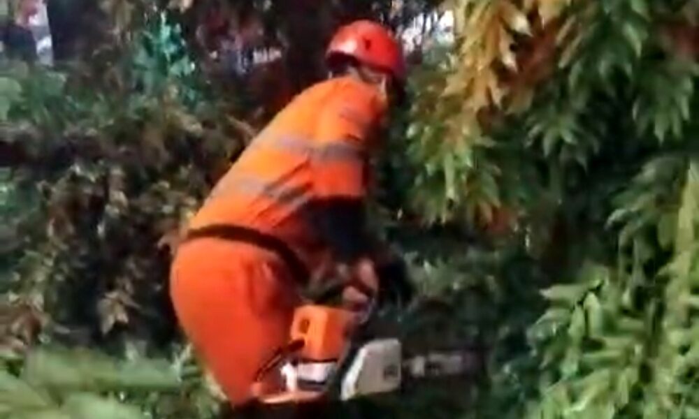 Hujan Deras Disertai Angin Kencang, 22 Pohon Tumbang di Kota Bogor 