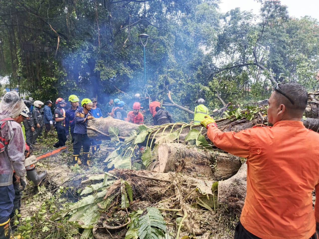 Pohon 'Raksasa' Tumbang di Jalur SSA Bogor, 2 Pemotor Terluka