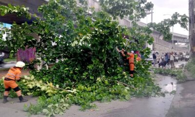 Tersenggol Truk, Pohon Biola Cantik di Tanah Sareal Tumbang