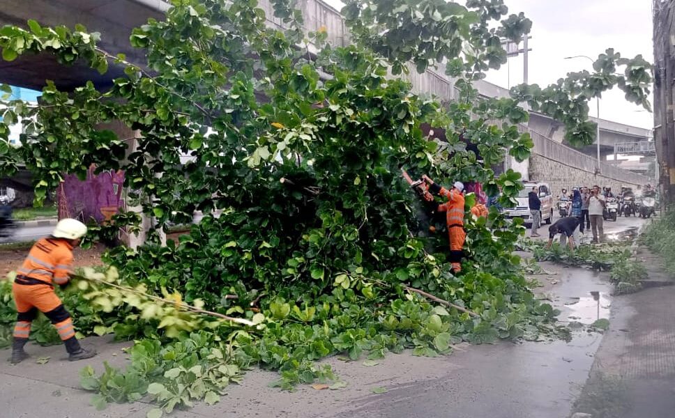 Tersenggol Truk, Pohon Biola Cantik di Tanah Sareal Tumbang