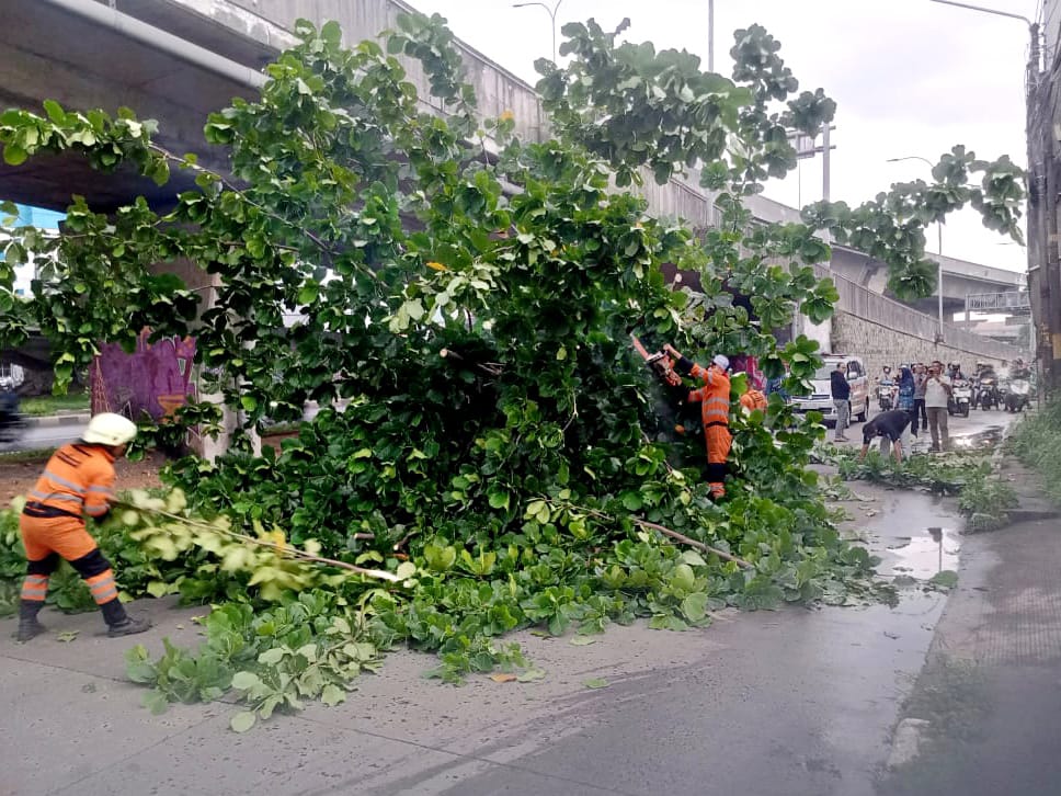 Tersenggol Truk, Pohon Biola Cantik di Tanah Sareal Tumbang