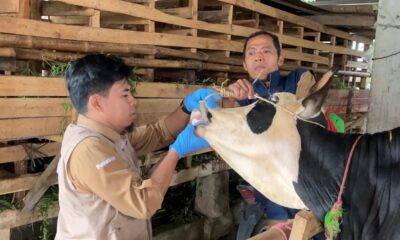 Ratusan Pemeriksa Kesehatan Hewan Kurban Dikerahkan di Bogor