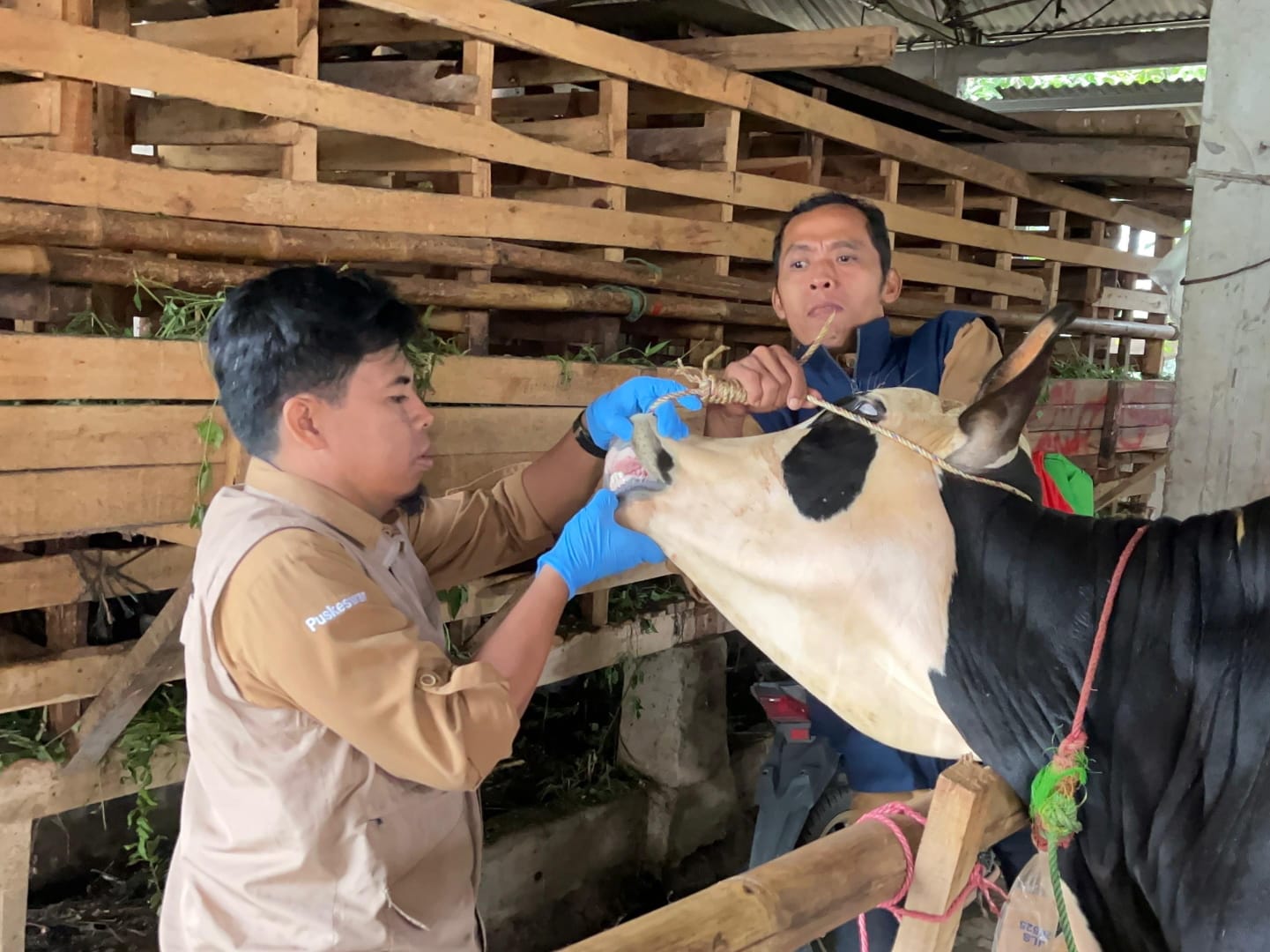 Ratusan Pemeriksa Kesehatan Hewan Kurban Dikerahkan di Bogor