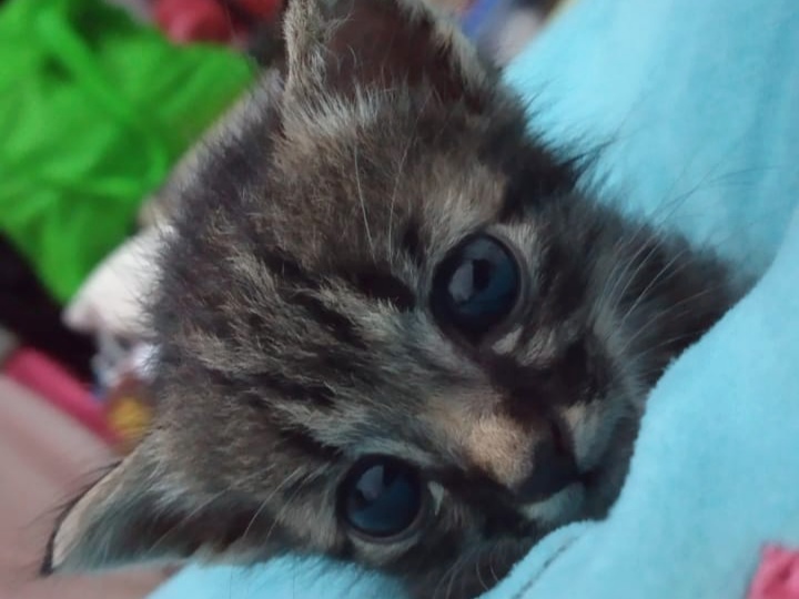 Menguak Fakta: Apakah Kucing Bisa Menangis seperti Manusia?