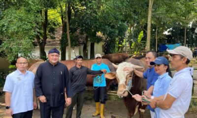 Presiden Prabowo Salurkan 58 Sapi Kurban di Bogor