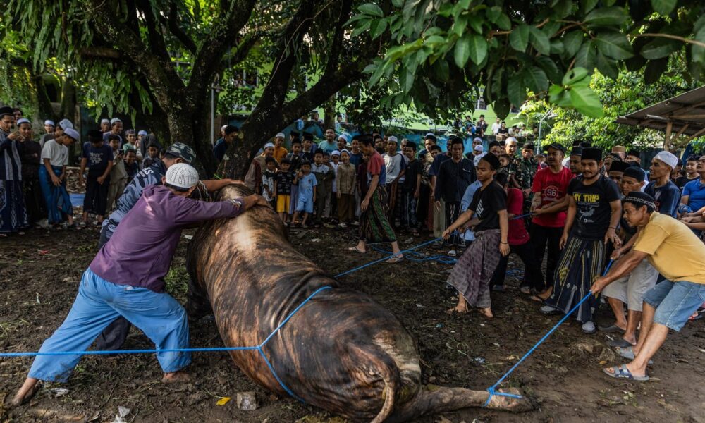 Sapi Kurban 1,5 Ton dari Presiden Prabowo Disembelih di Kota Bogor