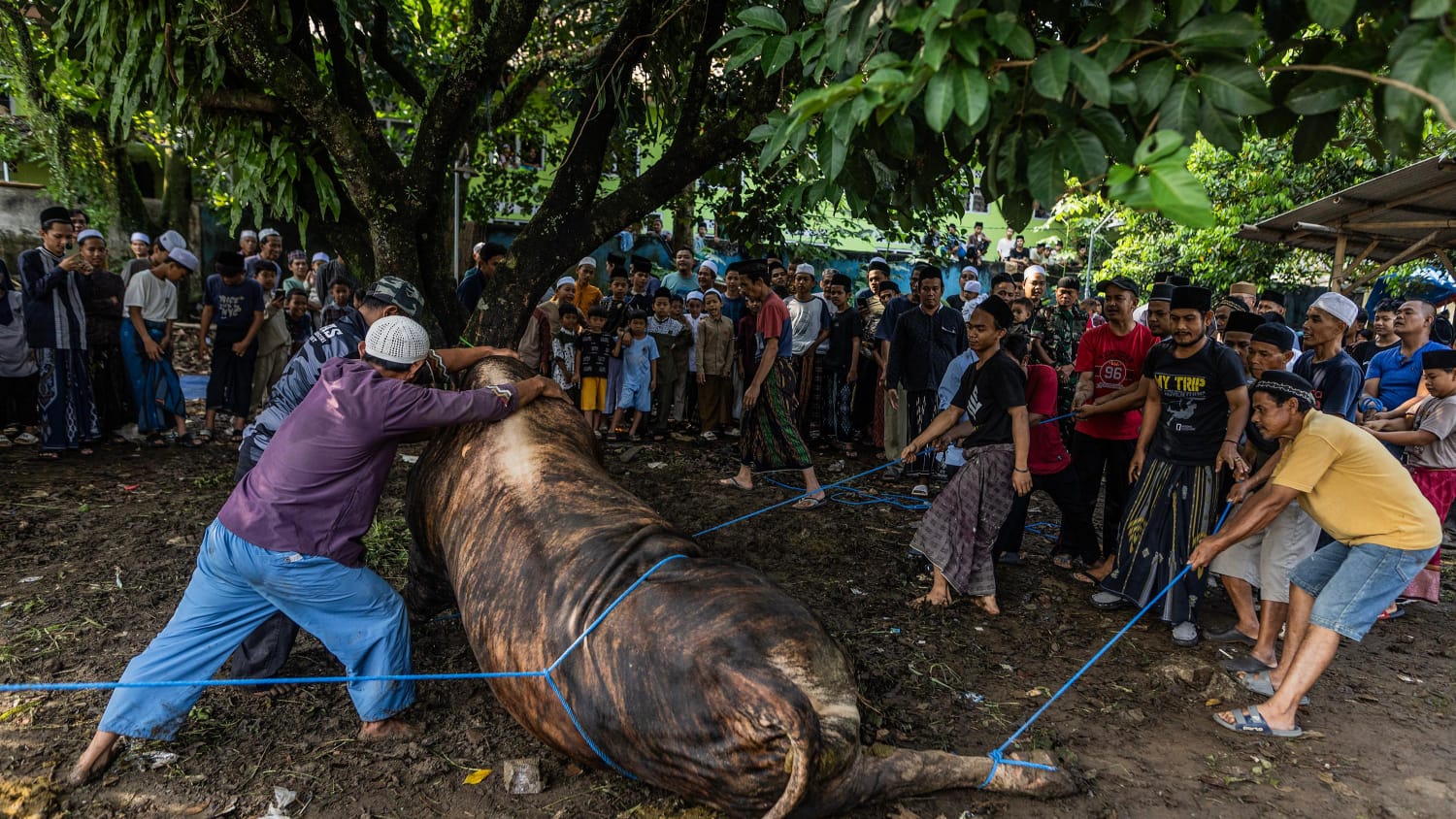 Sapi Kurban 1,5 Ton dari Presiden Prabowo Disembelih di Kota Bogor