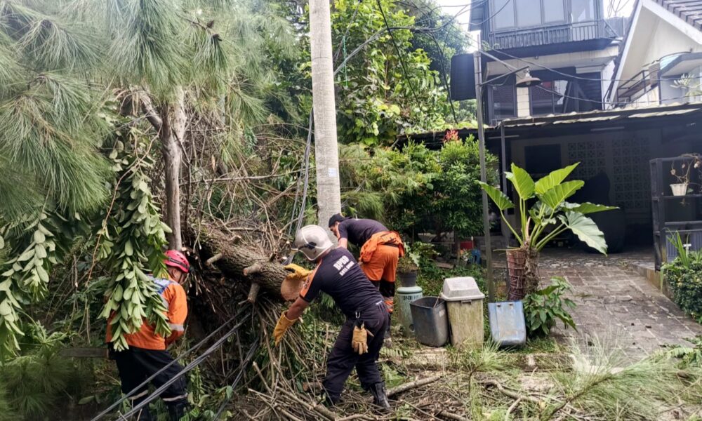 Akar Lapuk, Pohon Pinus Setinggi 25 Meter Tumbang di Rancamaya