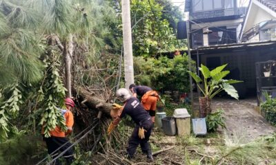 Akar Lapuk, Pohon Pinus Setinggi 25 Meter Tumbang di Rancamaya