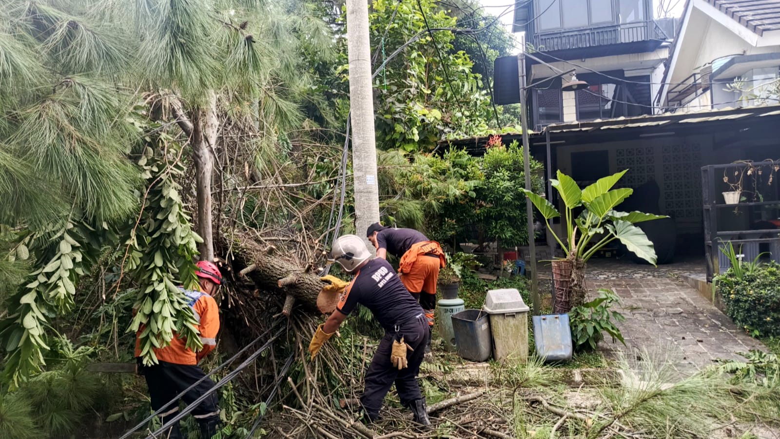 Akar Lapuk, Pohon Pinus Setinggi 25 Meter Tumbang di Rancamaya