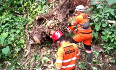 Rumah Warga di Kedungwaringin Rusak Akibat Pohon Rapuh