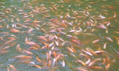 Perbedaan Nila dan Mujair, Simak Penjelasan Dosen IPB