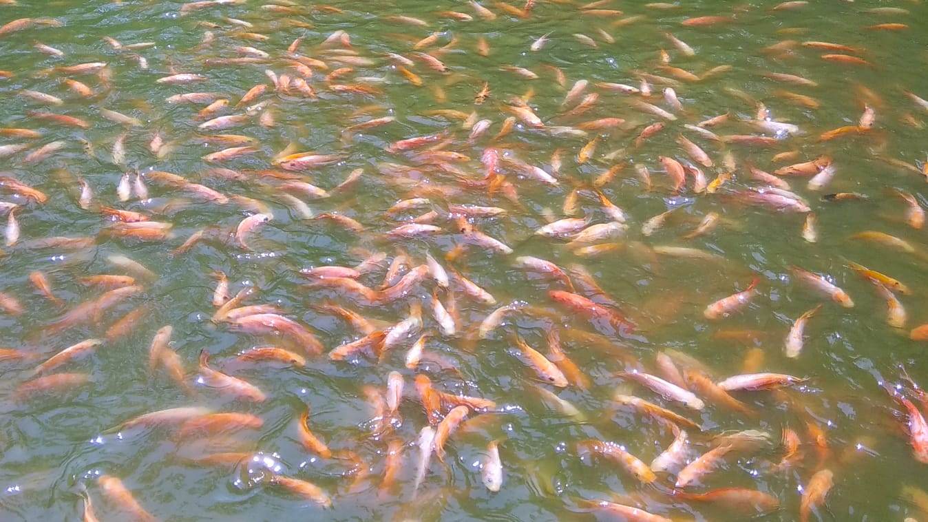 Perbedaan Nila dan Mujair, Simak Penjelasan Dosen IPB