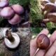 Indonesian Wild Shiitake Jadi Bukti, Peneliti IPB: Jutaan Spesies Jamur Belum Terungkap