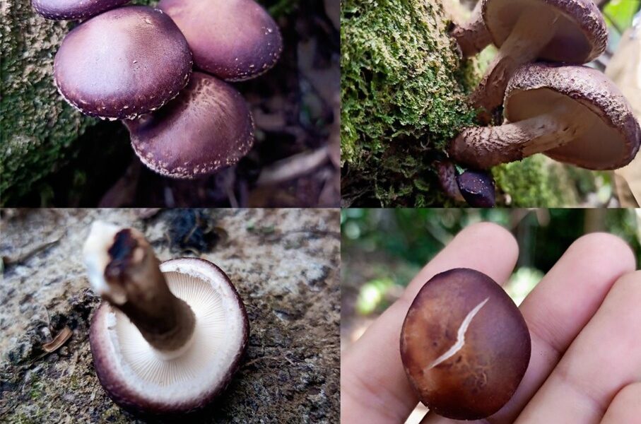 Indonesian Wild Shiitake Jadi Bukti, Peneliti IPB: Jutaan Spesies Jamur Belum Terungkap