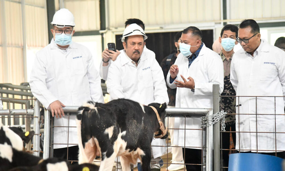 Kepala Bappenas Tinjau Sapi Merah Putih di IPB University