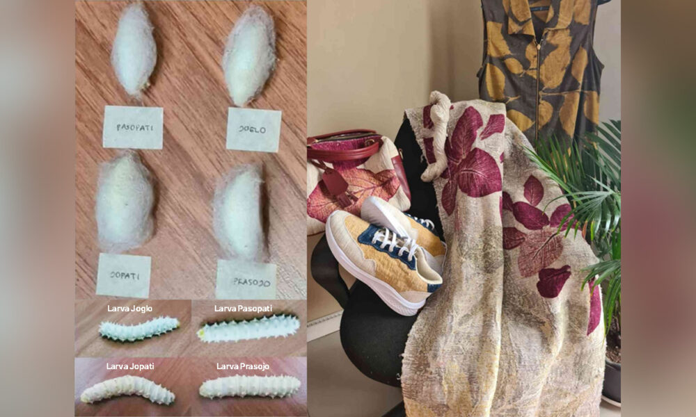 Peneliti IPB University Kembangkan 6 Galur Sintetik Unggul Ulat Sutra Non-Murbei