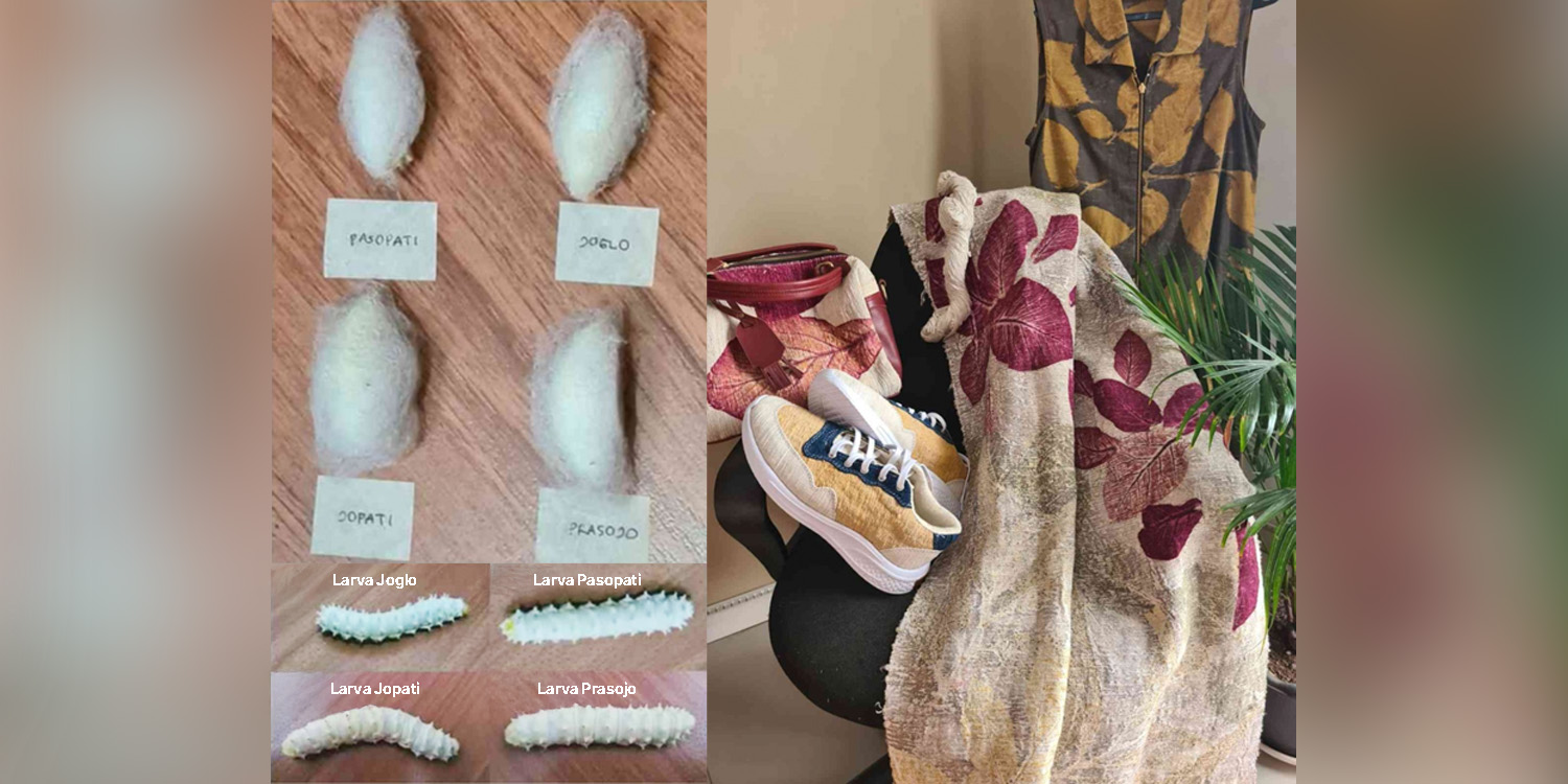 Peneliti IPB University Kembangkan 6 Galur Sintetik Unggul Ulat Sutra Non-Murbei