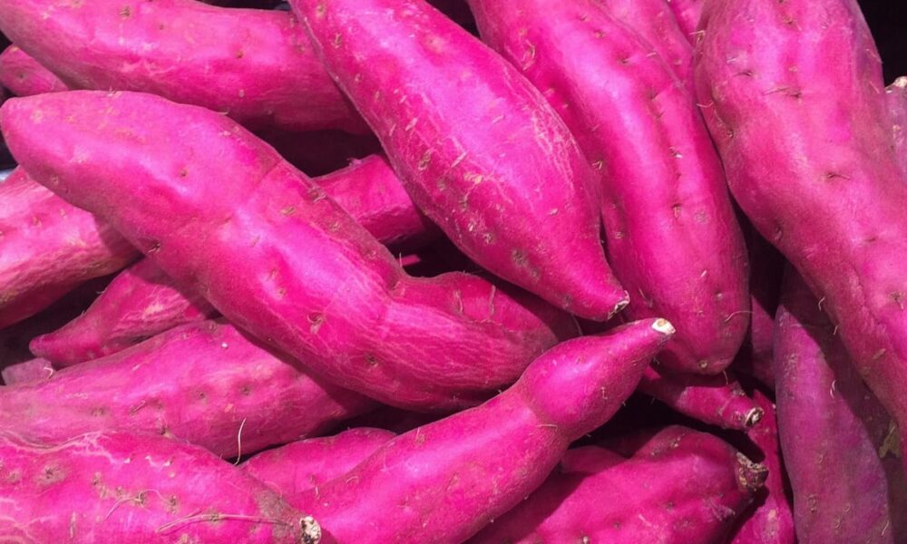 Ubi Bikin Mudah Kentut? Dosen IPB Jawab dan Siapa yang Mesti Batasi Konsumsi